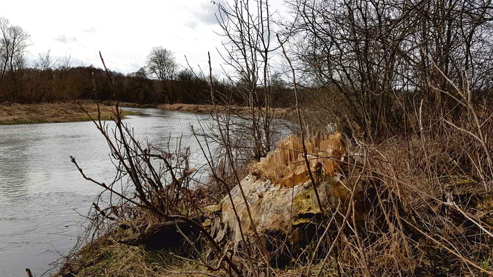 Śladami nadwarciańskiego bobra